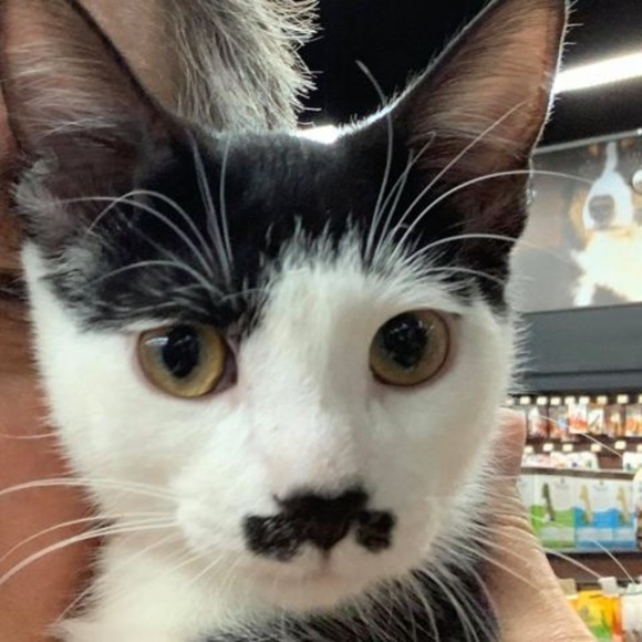 Meet your Posher, Kelly - Picture 1 of 1